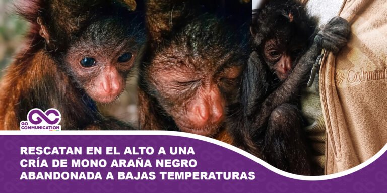 Rescatan en El Alto a una cría de mono araña negro abandonada a bajas temperaturas