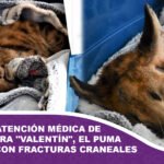 Autoridades coordinan atención médica de urgencia para Valentín, el puma rescatado con fracturas craneales