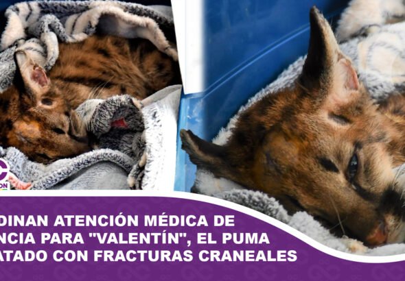 Autoridades coordinan atención médica de urgencia para Valentín, el puma rescatado con fracturas craneales