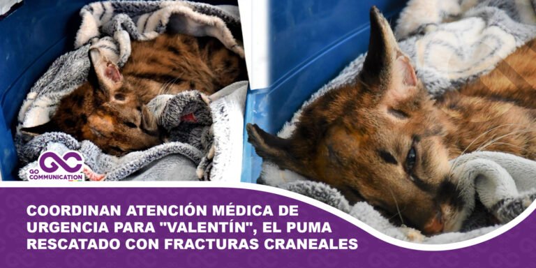 Autoridades coordinan atención médica de urgencia para Valentín, el puma rescatado con fracturas craneales