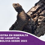 Biólogo registra en Riberalta una especie de lagartija buscada en Bolivia desde 2023
