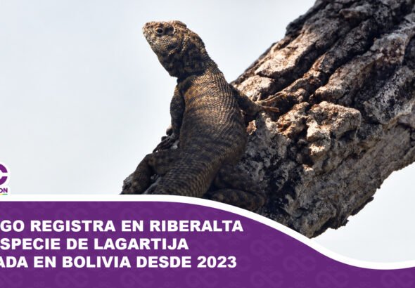 Biólogo registra en Riberalta una especie de lagartija buscada en Bolivia desde 2023