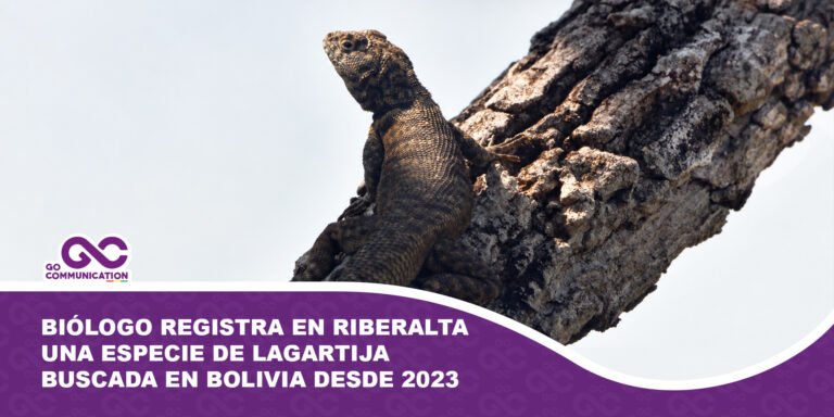 Biólogo registra en Riberalta una especie de lagartija buscada en Bolivia desde 2023