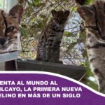 Bolivia presenta al mundo al Leopardus tilcayo, la primera nueva especie de felino en más de un siglo