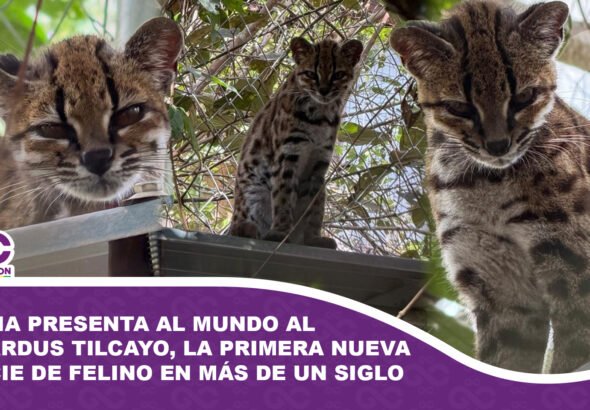 Bolivia presenta al mundo al Leopardus tilcayo, la primera nueva especie de felino en más de un siglo