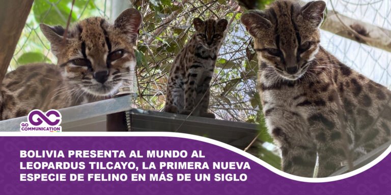 Bolivia presenta al mundo al Leopardus tilcayo, la primera nueva especie de felino en más de un siglo