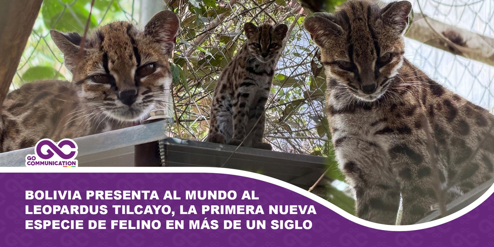 Bolivia presenta al mundo al Leopardus tilcayo, la primera nueva especie de felino en más de un siglo