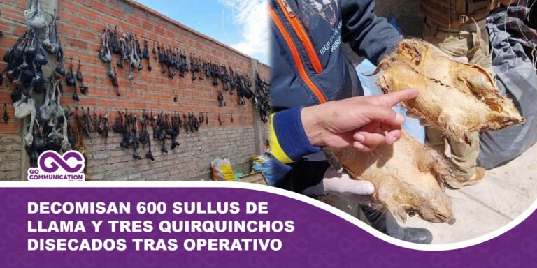 Decomisan 600 sullus de llama y tres quirquinchos disecados tras operativo en Oruro