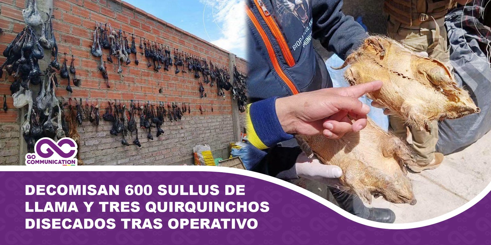 Decomisan 600 sullus de llama y tres quirquinchos disecados tras operativo en Oruro
