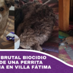 Denuncian brutal biocidio y tortura de una perrita