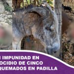 Denuncian impunidad en caso de biocidio de cinco burros quemados en Padilla