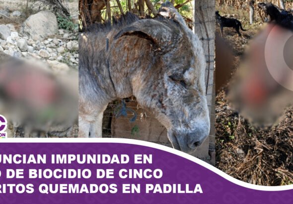 Denuncian impunidad en caso de biocidio de cinco burros quemados en Padilla
