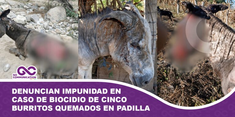 Denuncian impunidad en caso de biocidio de cinco burros quemados en Padilla