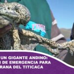 El ocaso de un gigante andino Lanzan plan de emergencia para salvar a la rana del Titicaca