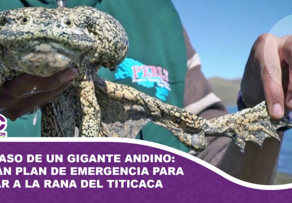 El ocaso de un gigante andino Lanzan plan de emergencia para salvar a la rana del Titicaca