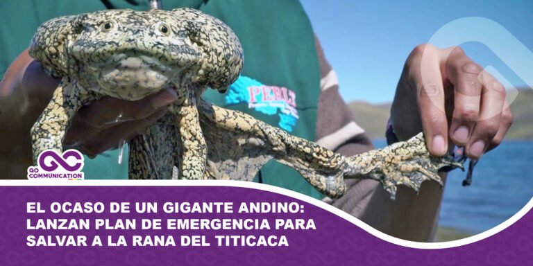 El ocaso de un gigante andino Lanzan plan de emergencia para salvar a la rana del Titicaca