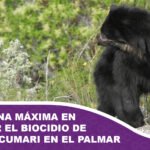 Exigen pena máxima en juicio por el biocidio de un oso jucumari en El Palmar