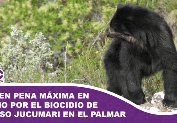 Exigen pena máxima en juicio por el biocidio de un oso jucumari en El Palmar