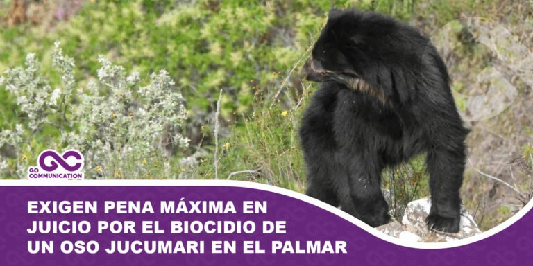 Exigen pena máxima en juicio por el biocidio de un oso jucumari en El Palmar
