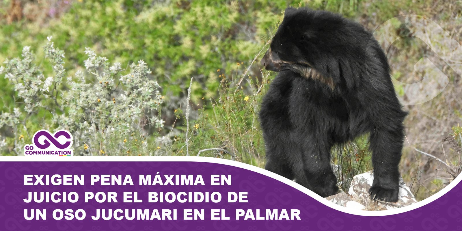 Exigen pena máxima en juicio por el biocidio de un oso jucumari en El Palmar