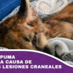 Murió el puma valentín