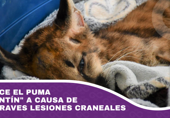 Murió el puma valentín