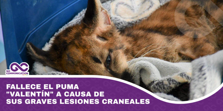 Murió el puma valentín