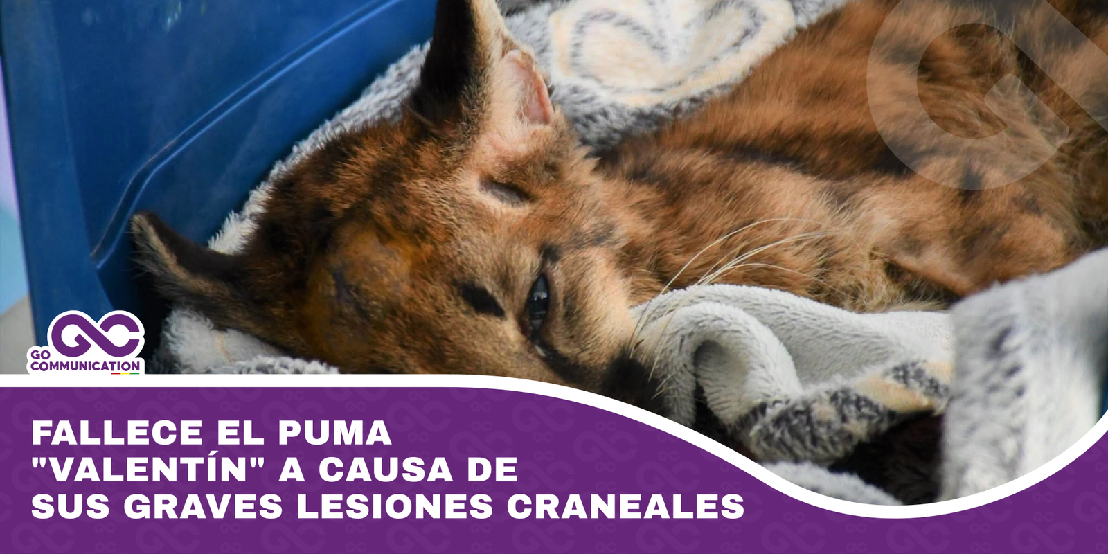 Murió el puma valentín