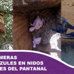 Nacen primeras parabas azules en nidos artificiales del Pantanal