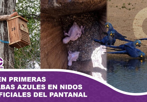 Nacen primeras parabas azules en nidos artificiales del Pantanal