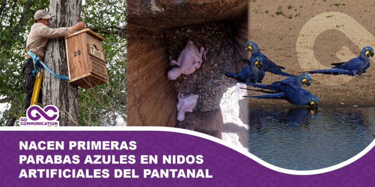 Nacen primeras parabas azules en nidos artificiales del Pantanal