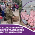 Rescatan a 14 loros neonatos abandonados por traficantes en un mercado de Santa Cruz