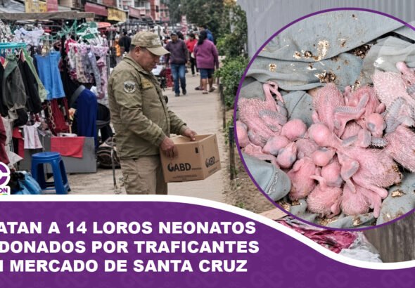 Rescatan a 14 loros neonatos abandonados por traficantes en un mercado de Santa Cruz