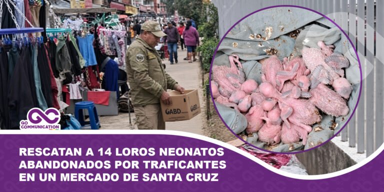 Rescatan a 14 loros neonatos abandonados por traficantes en un mercado de Santa Cruz