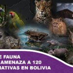 Tráfico de fauna silvestre amenaza a 120 especies nativas en Bolivia ante falta de recursos operativos