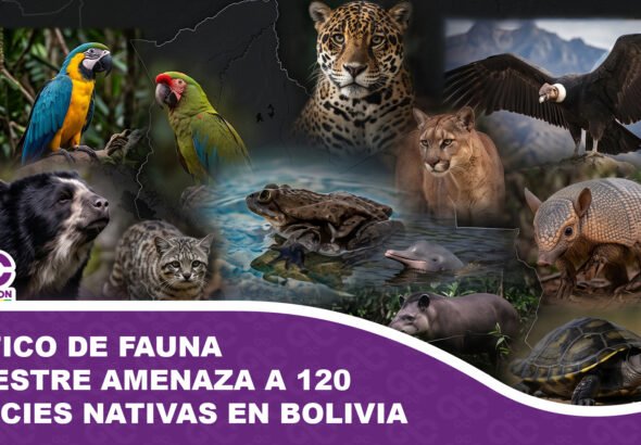Tráfico de fauna silvestre amenaza a 120 especies nativas en Bolivia ante falta de recursos operativos