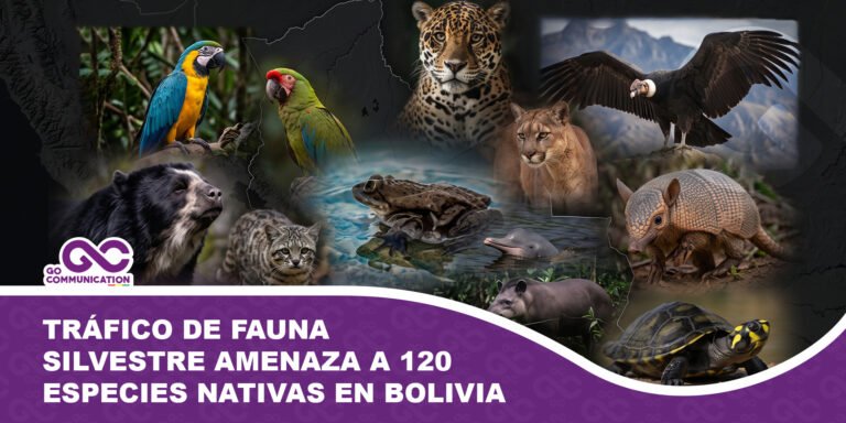 Tráfico de fauna silvestre amenaza a 120 especies nativas en Bolivia ante falta de recursos operativos