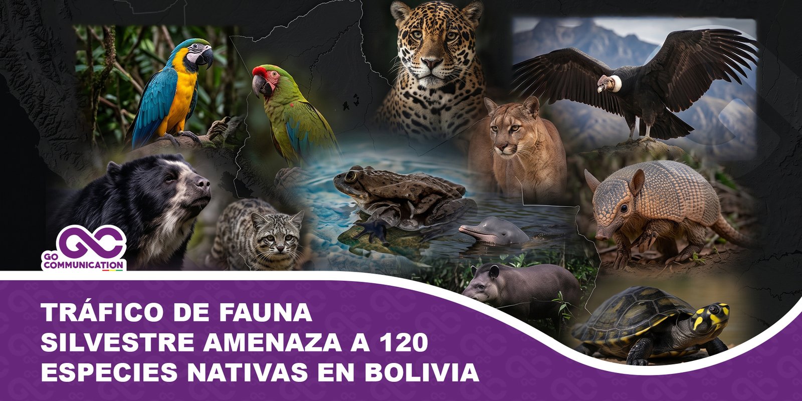 Tráfico de fauna silvestre amenaza a 120 especies nativas en Bolivia ante falta de recursos operativos