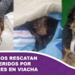 Voluntarios rescatan a canes heridos por explosiones en Viacha