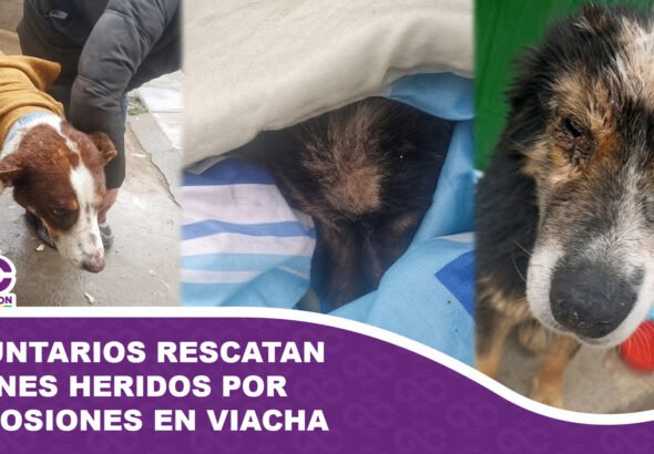 Voluntarios rescatan a canes heridos por explosiones en Viacha