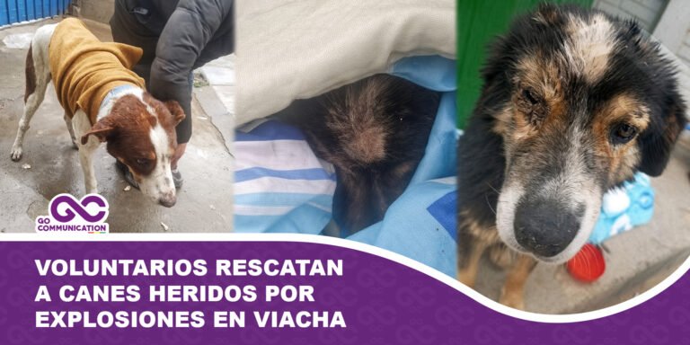 Voluntarios rescatan a canes heridos por explosiones en Viacha
