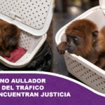 Crías de mono aullador rescatadas del tráfico ilegal no encuentran justicia