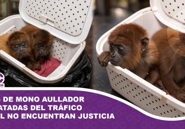 Crías de mono aullador rescatadas del tráfico ilegal no encuentran justicia