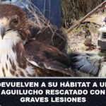 Devuelven a su hábitat a un aguilucho rescatado con graves lesiones