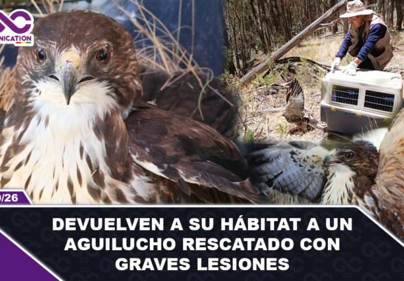 Devuelven a su hábitat a un aguilucho rescatado con graves lesiones