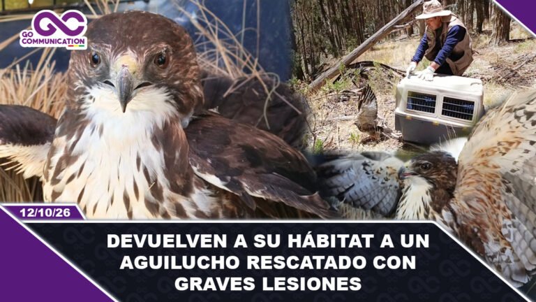 Devuelven a su hábitat a un aguilucho rescatado con graves lesiones