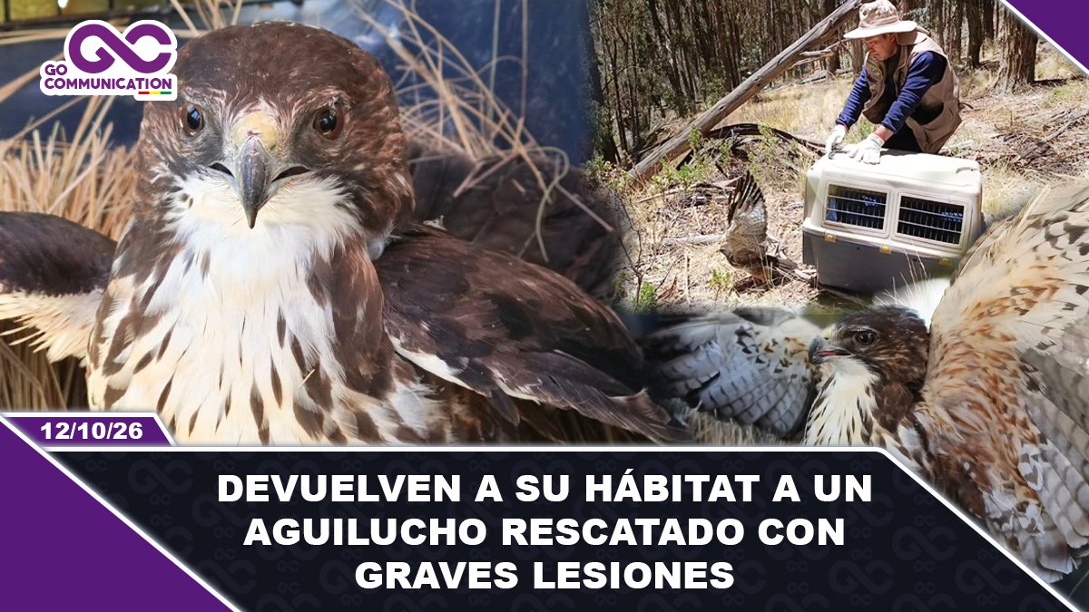 Devuelven a su hábitat a un aguilucho rescatado con graves lesiones