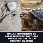 Hallan fragmentos de caparazones de tortugas fósiles del Cretácico Superior en Sucre