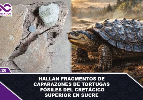 Hallan fragmentos de caparazones de tortugas fósiles del Cretácico Superior en Sucre