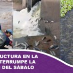 Infraestructura en la ruta 28 interrumpe la migración del sábalo